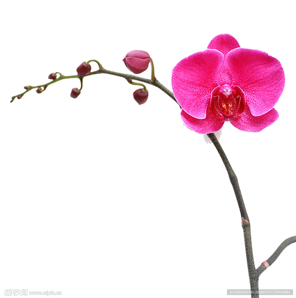 鲜花素材