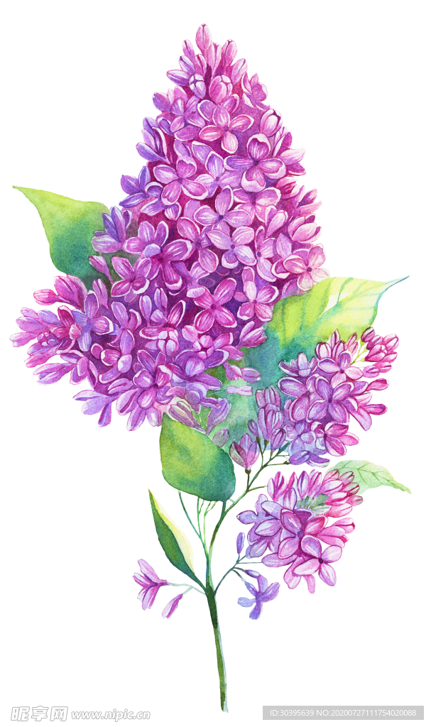 鲜花素材