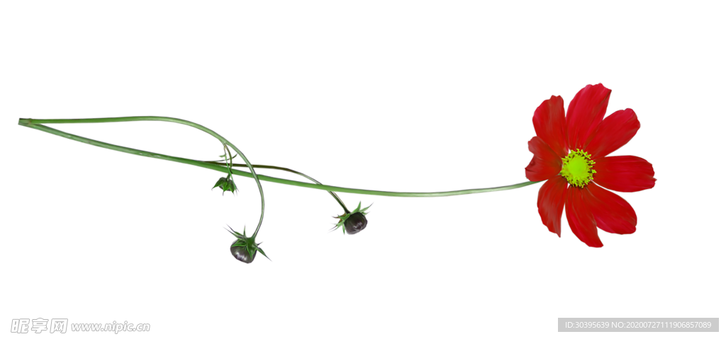 鲜花素材