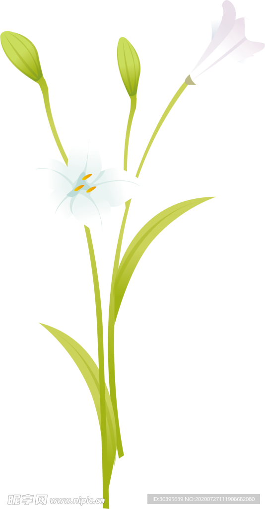 鲜花素材
