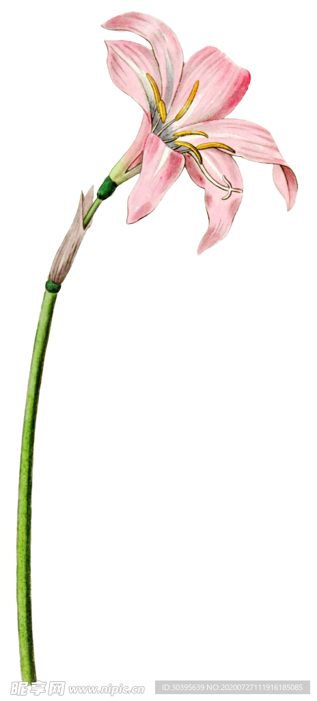 鲜花素材
