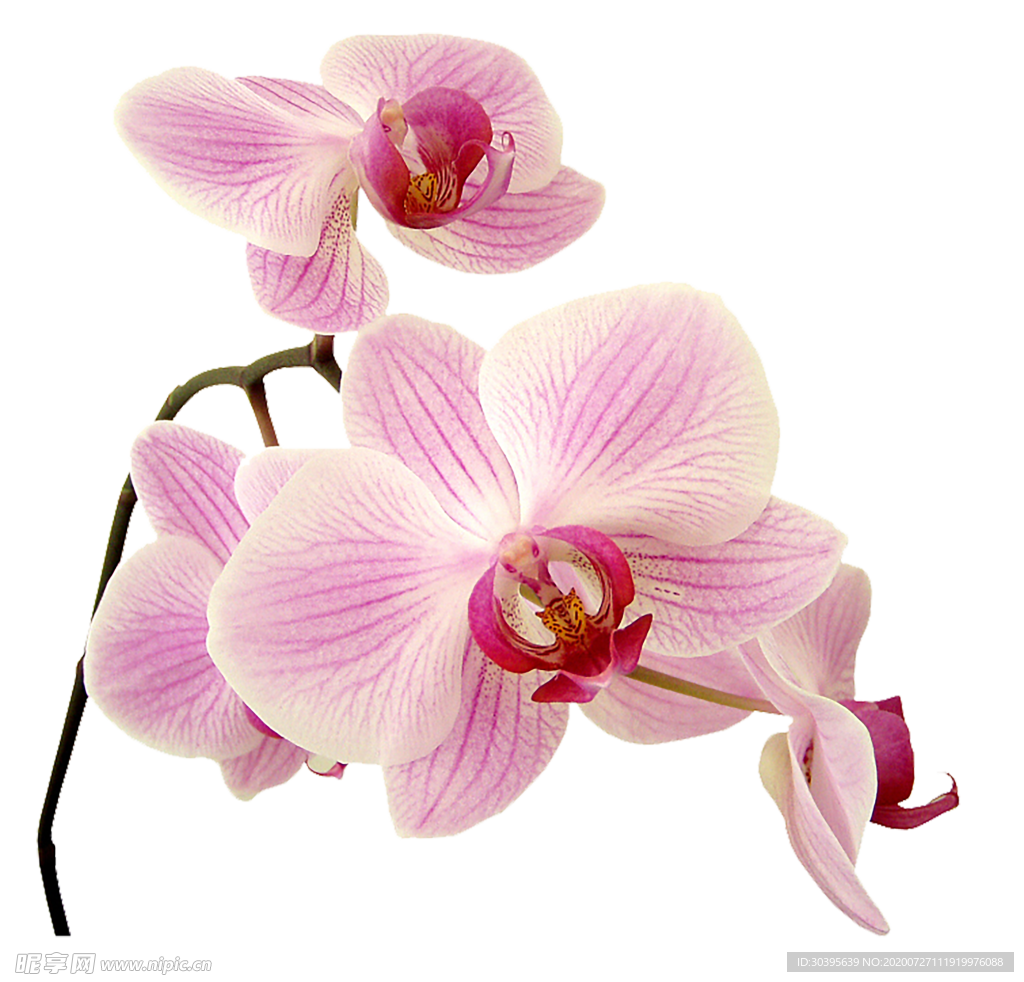 鲜花素材