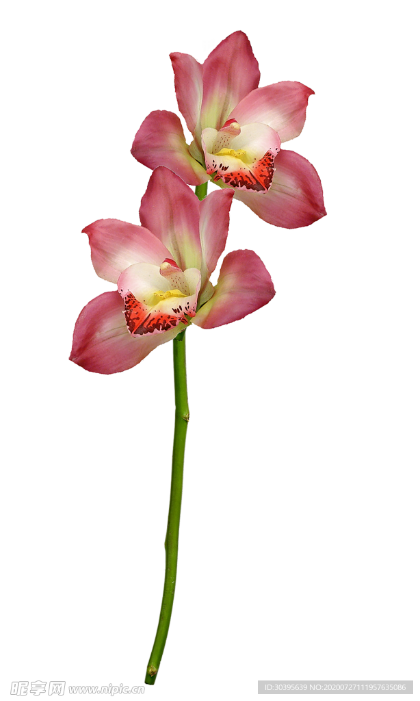 鲜花素材
