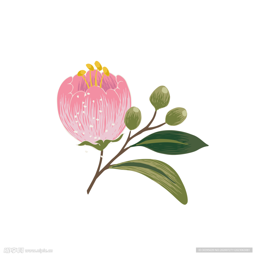 鲜花素材