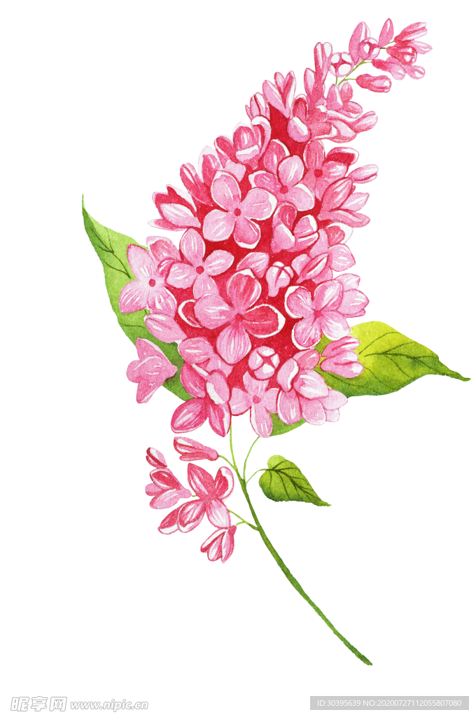 鲜花素材