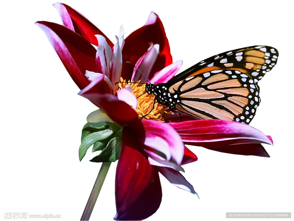 鲜花素材