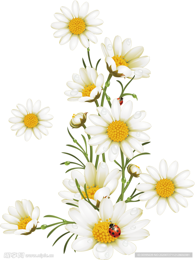 鲜花素材