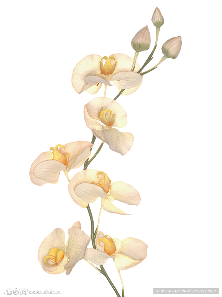鲜花素材