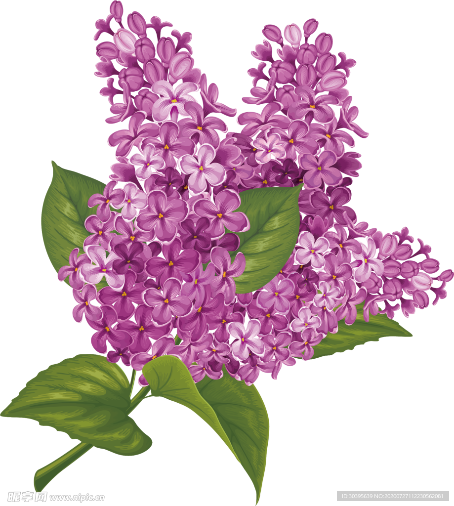 鲜花素材