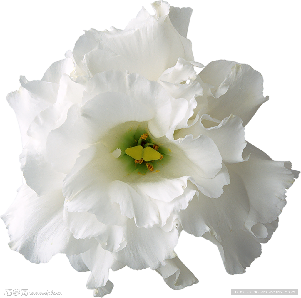 鲜花素材