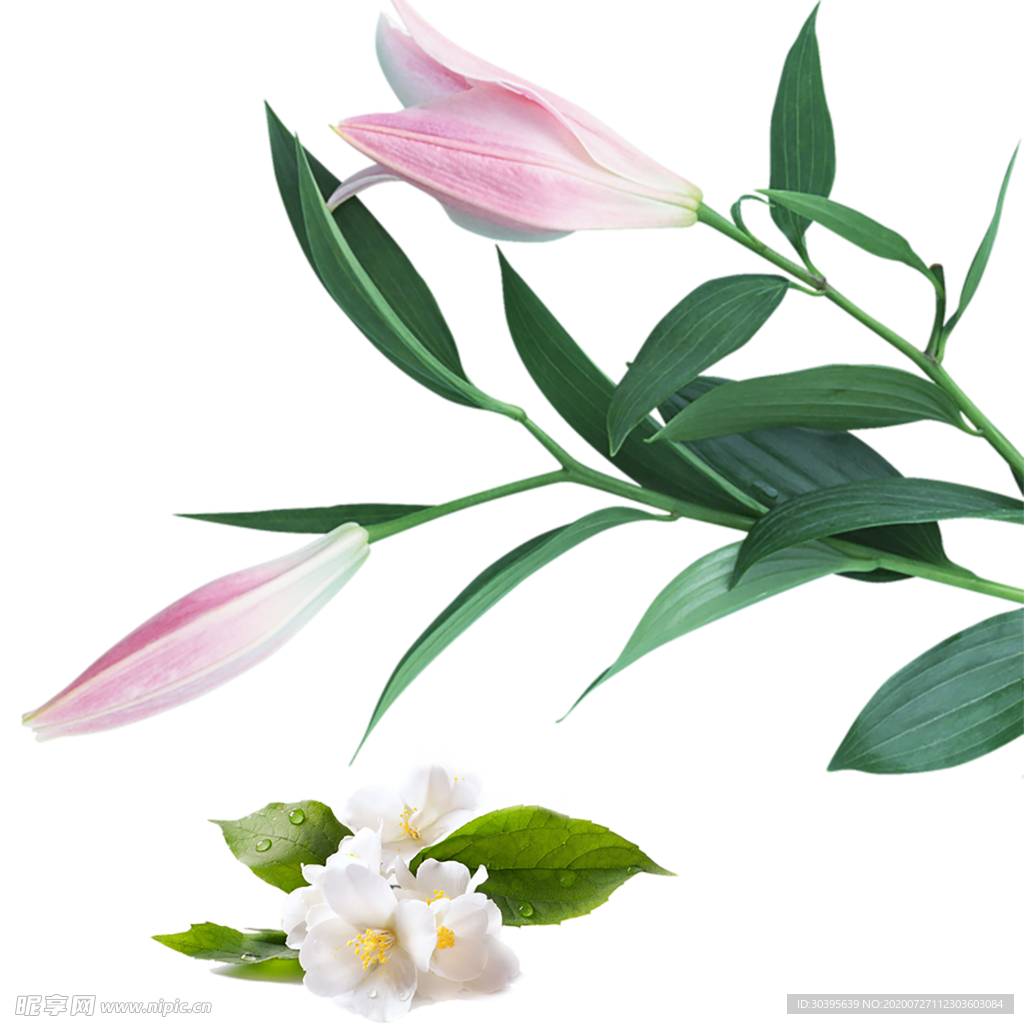 鲜花素材