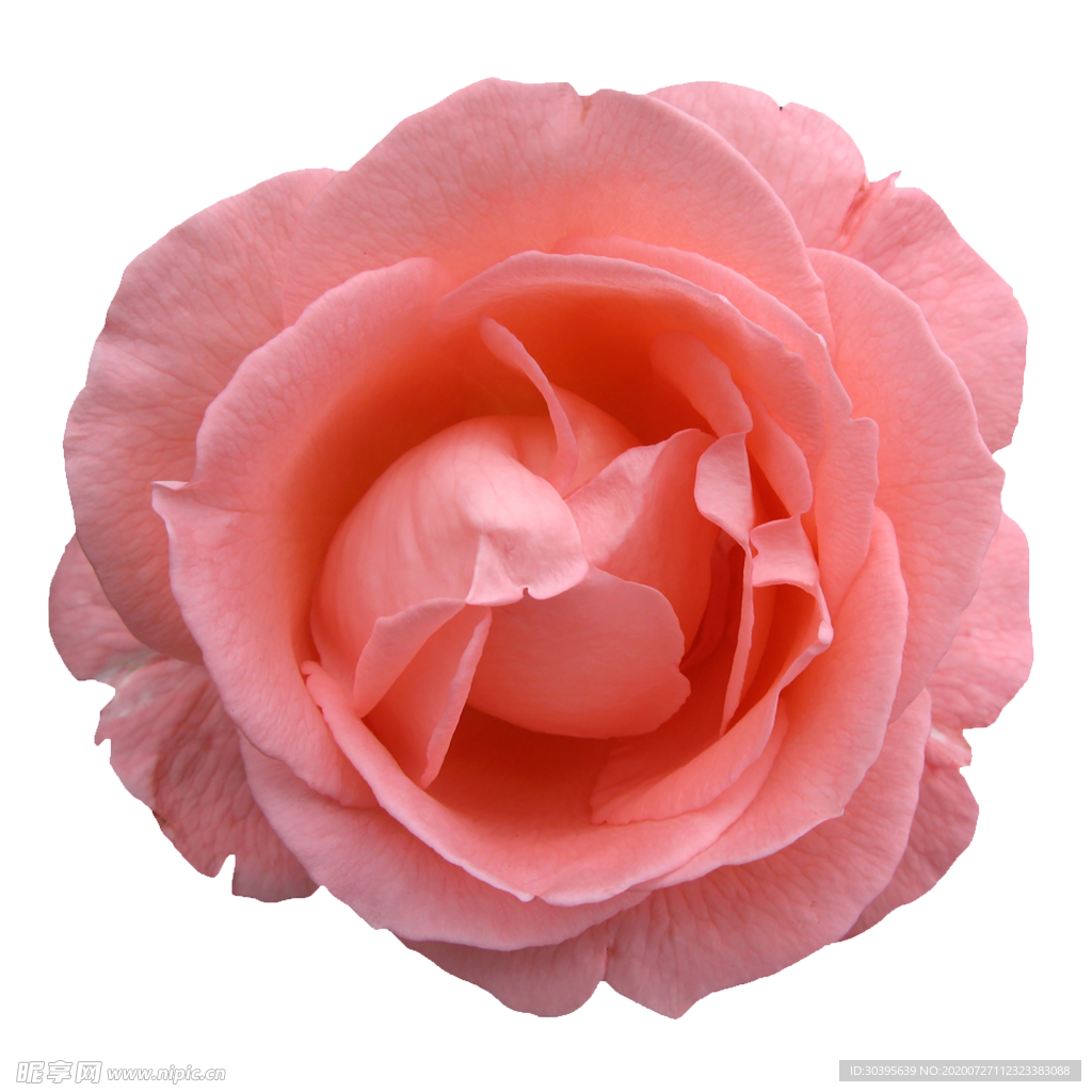 鲜花素材