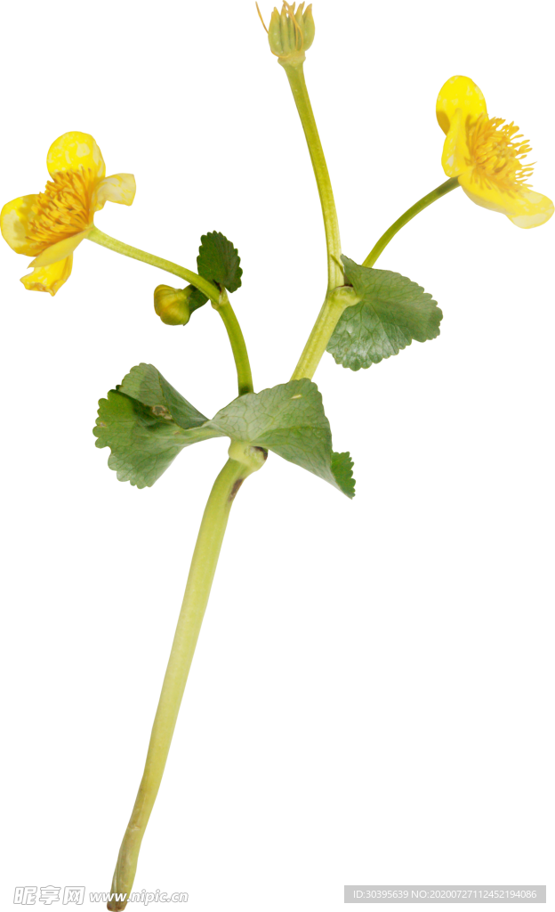 鲜花素材