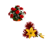 鲜花素材