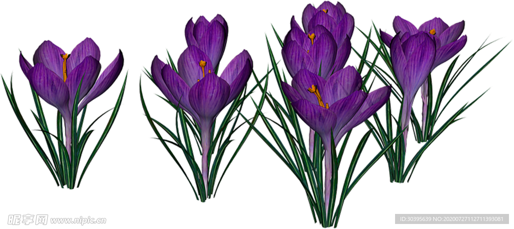 鲜花素材
