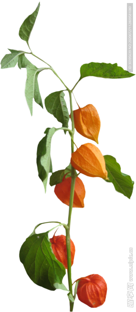 鲜花素材