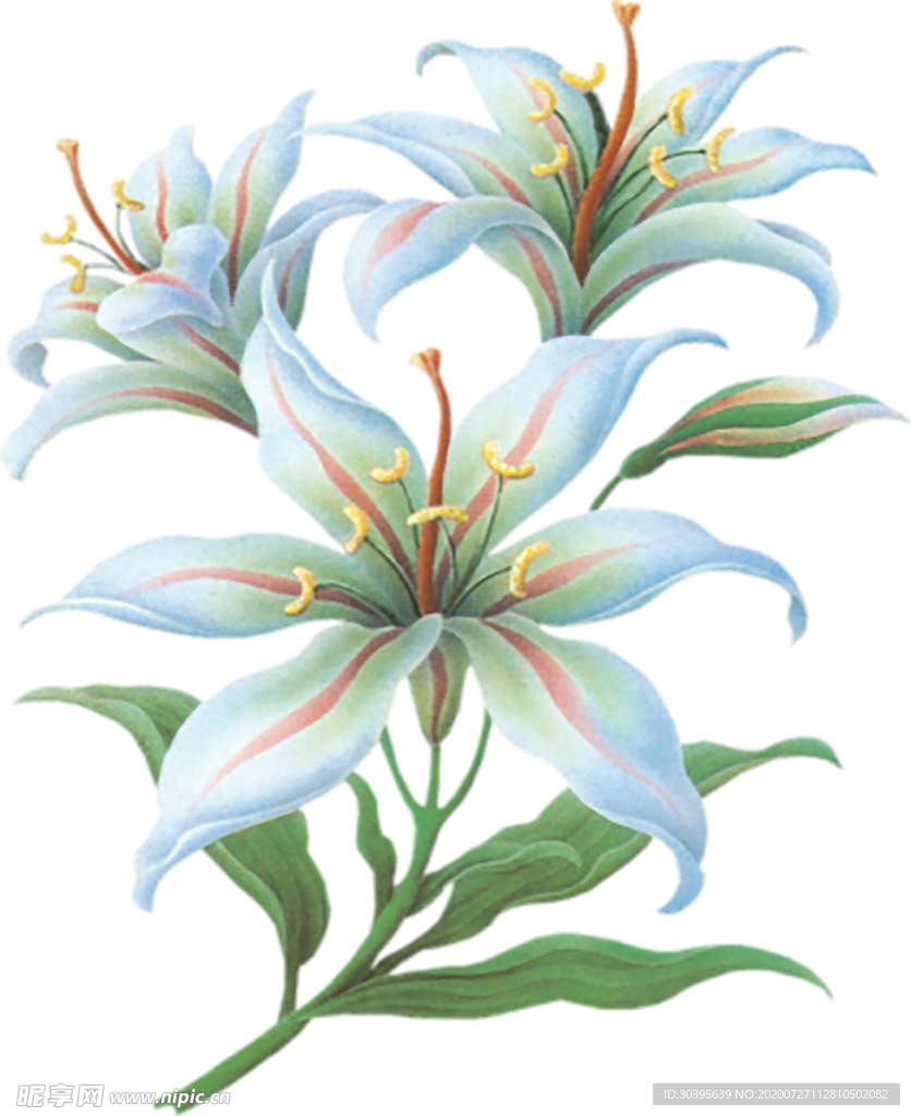 鲜花素材