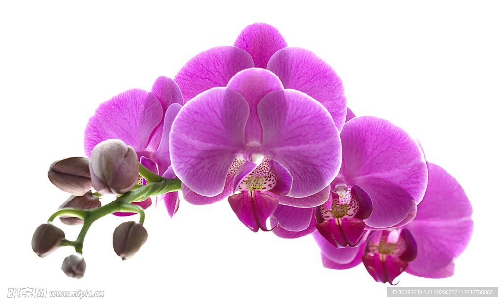 鲜花素材
