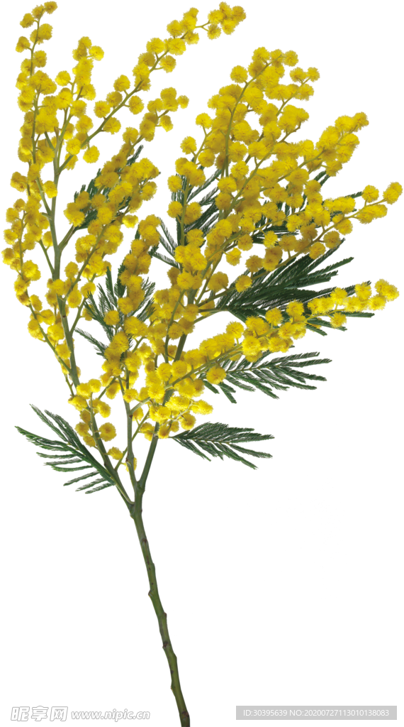 鲜花素材