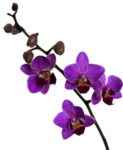 鲜花素材