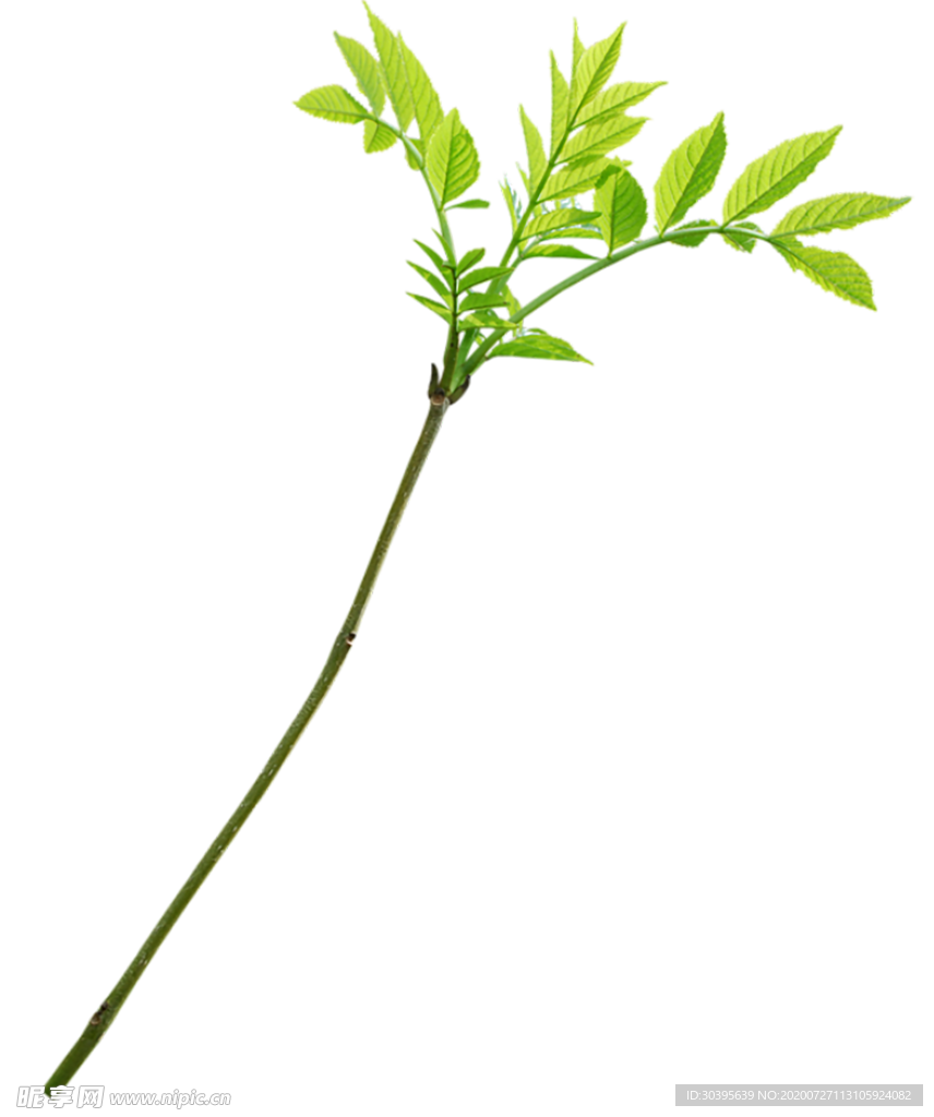 鲜花素材