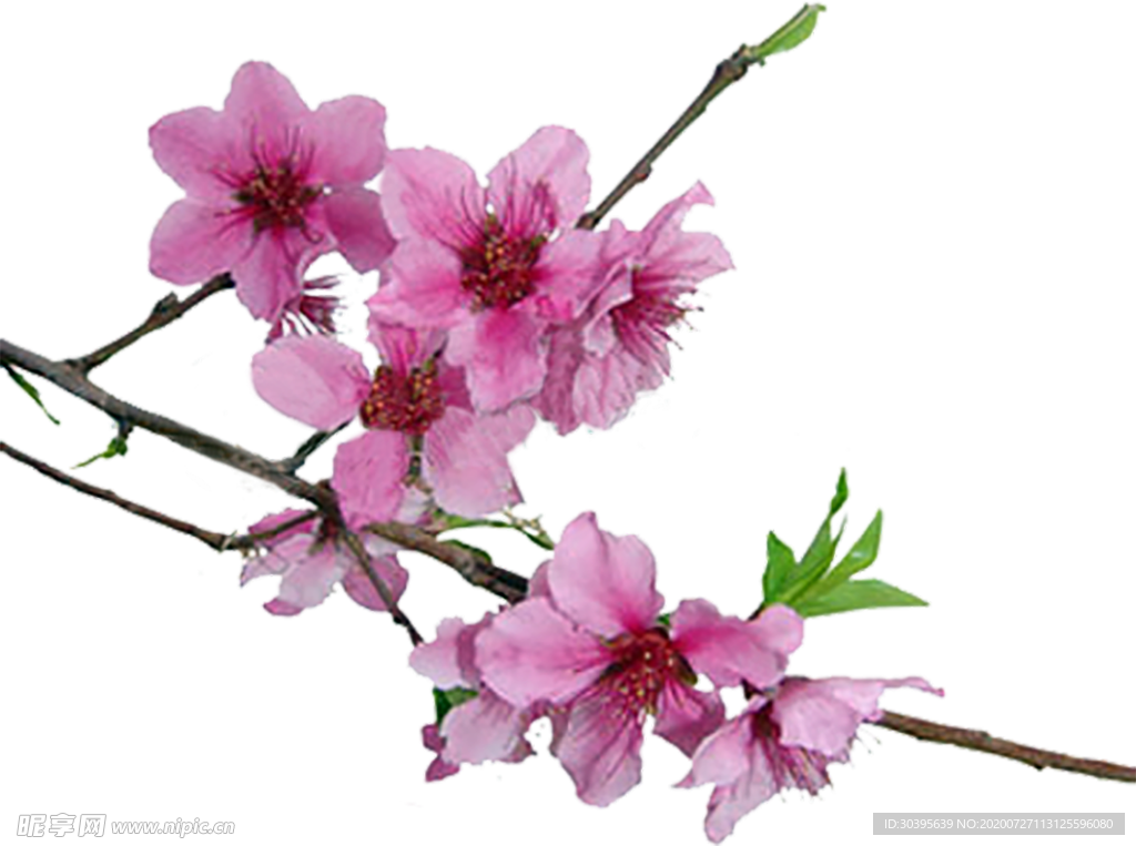 鲜花素材