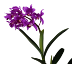 鲜花素材