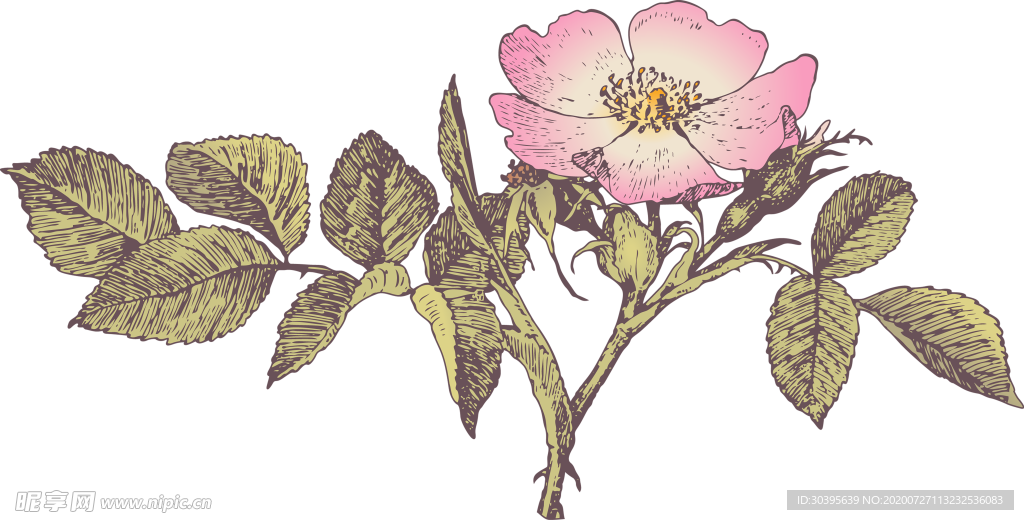 鲜花素材