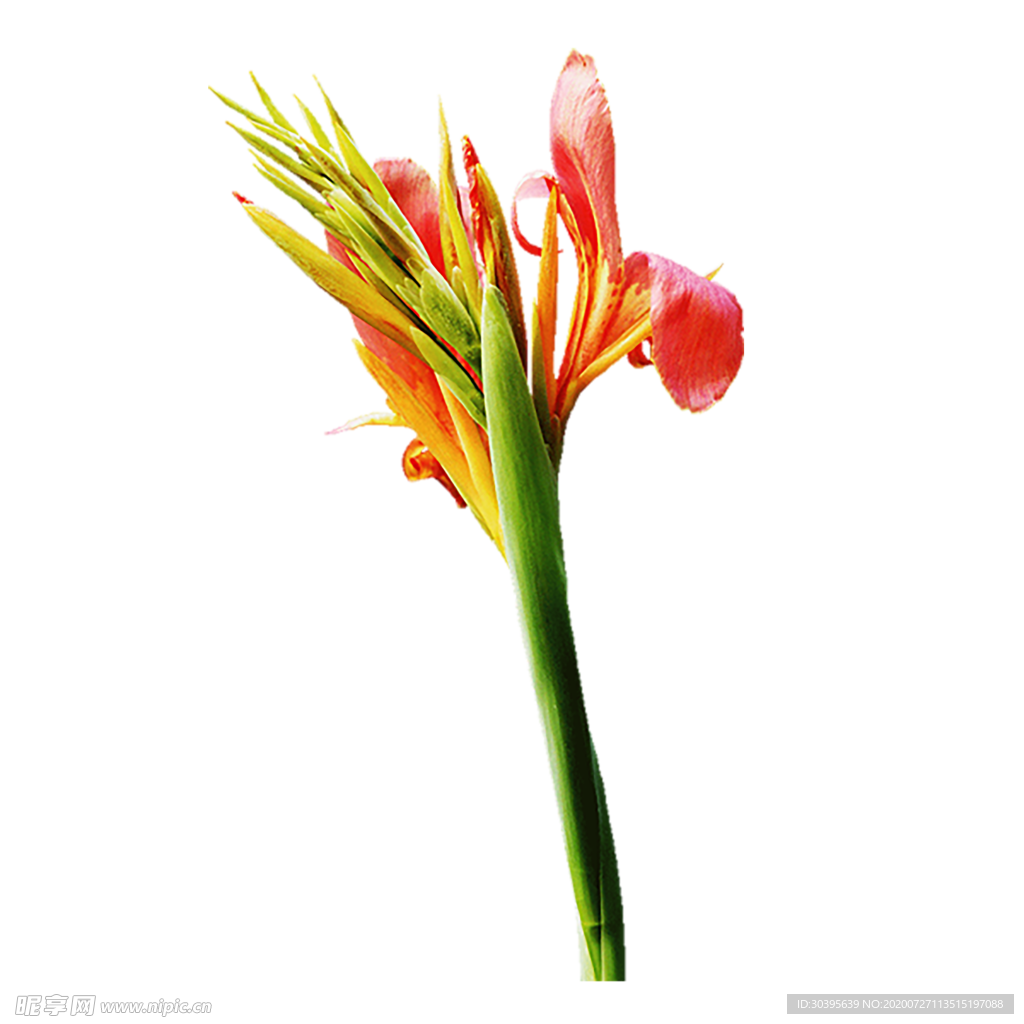 鲜花素材