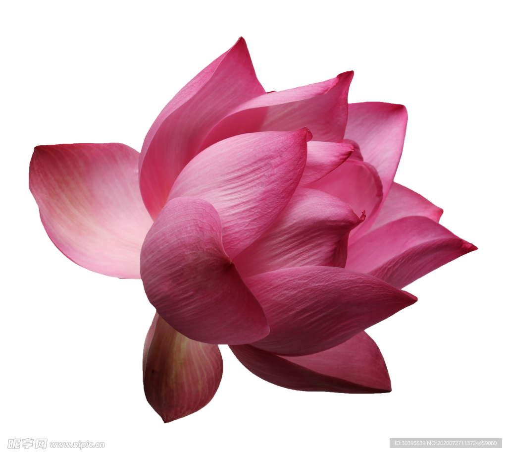 鲜花素材
