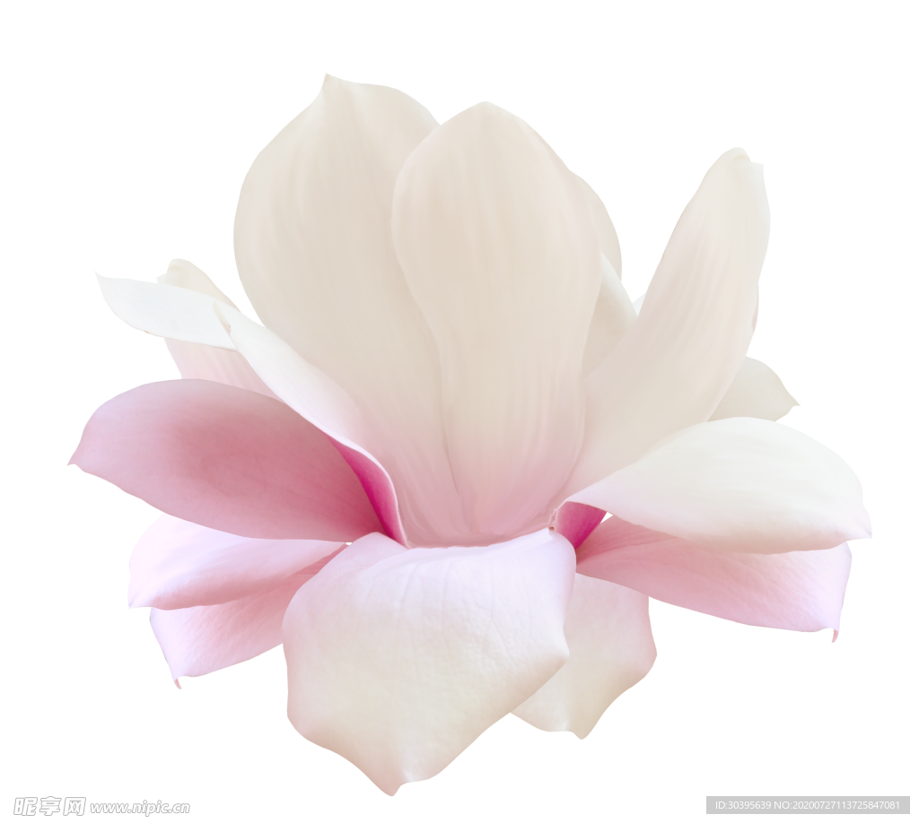 鲜花素材