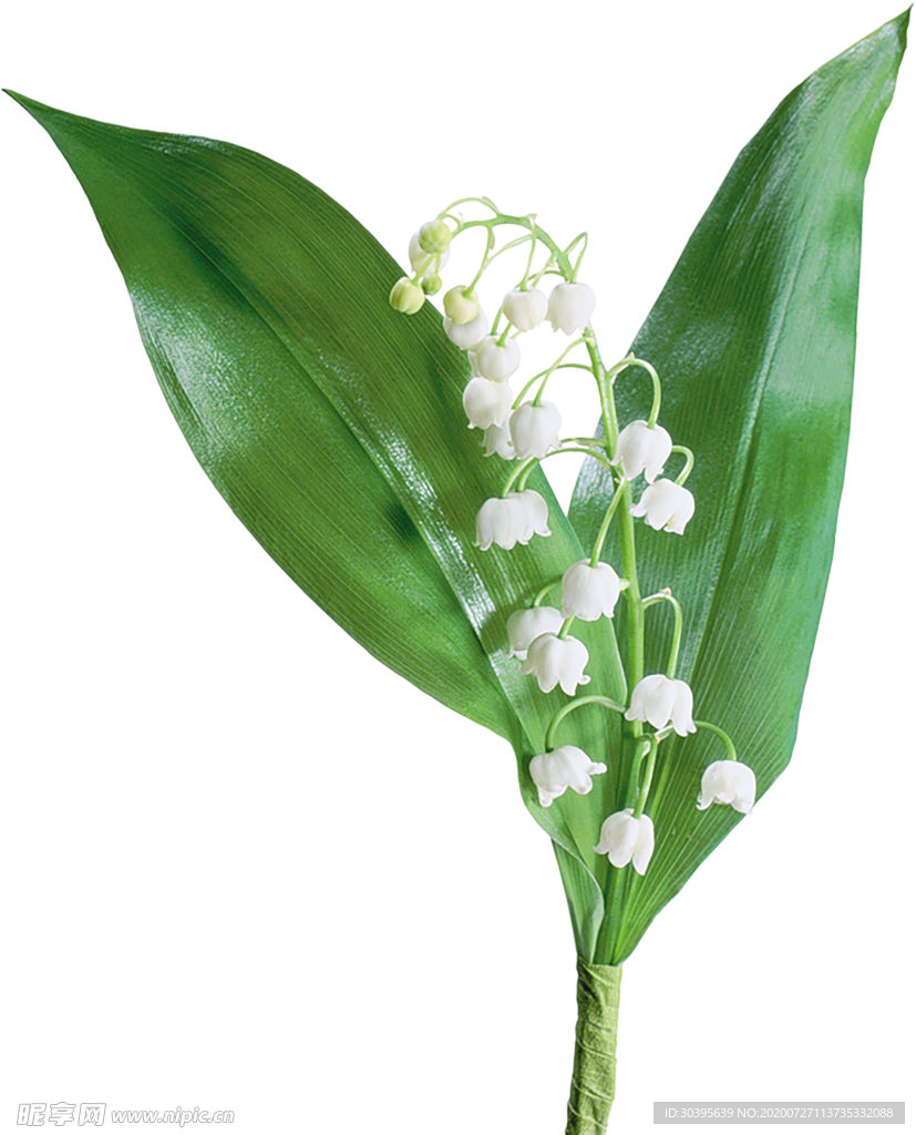 鲜花素材