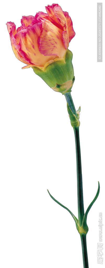 鲜花素材