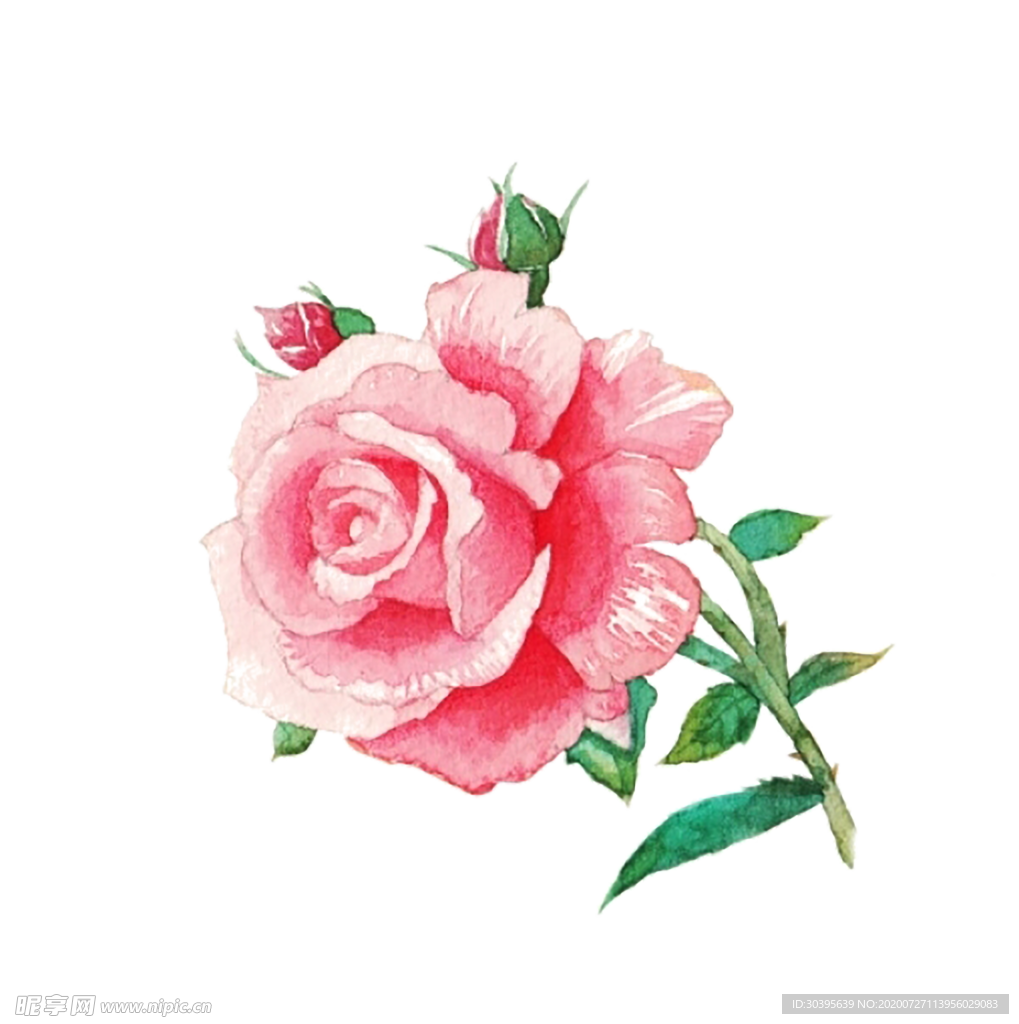 鲜花素材