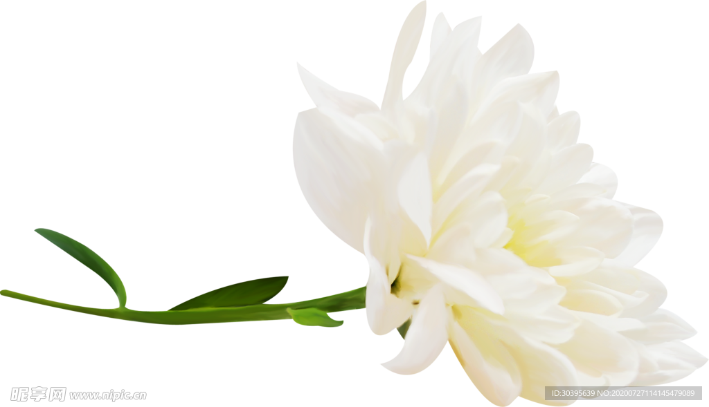 鲜花素材
