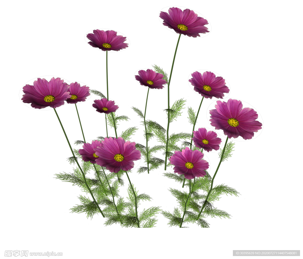 鲜花素材