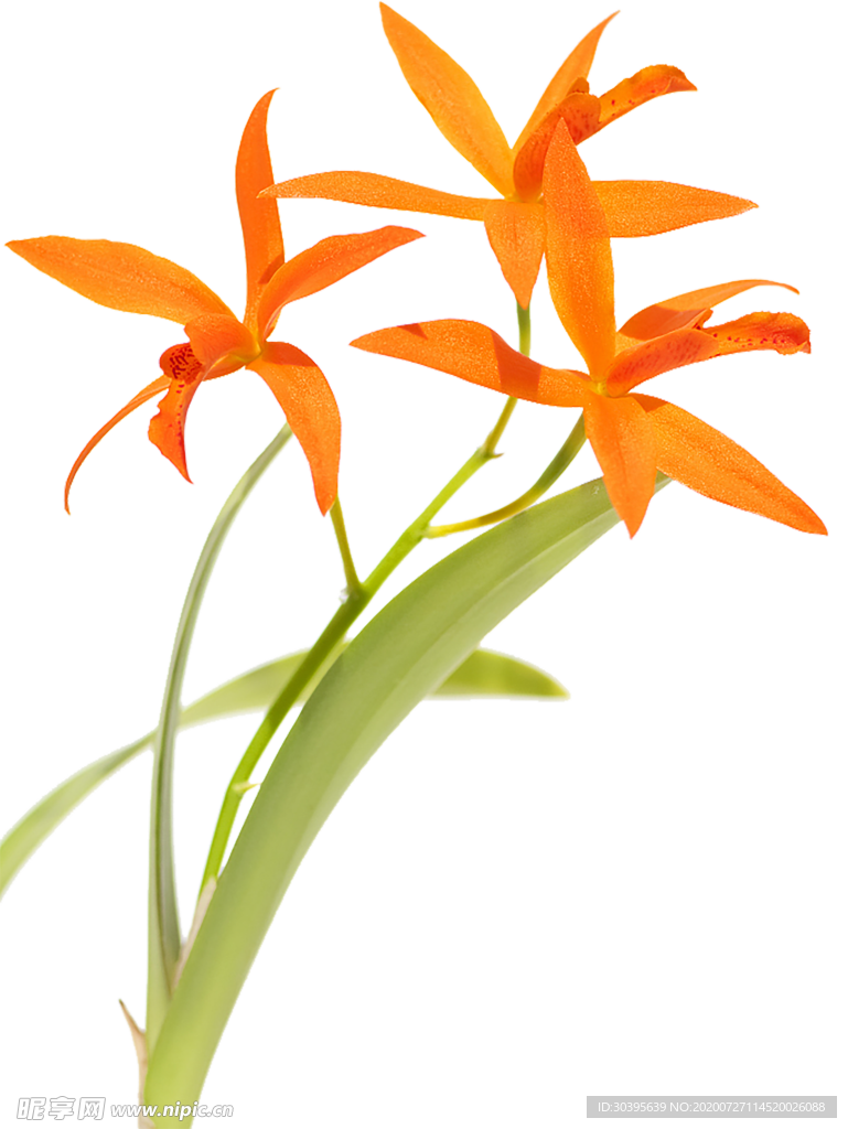 鲜花素材
