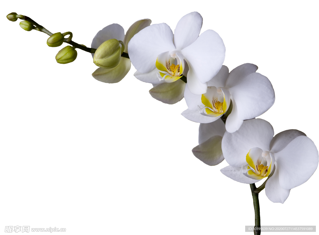 鲜花素材