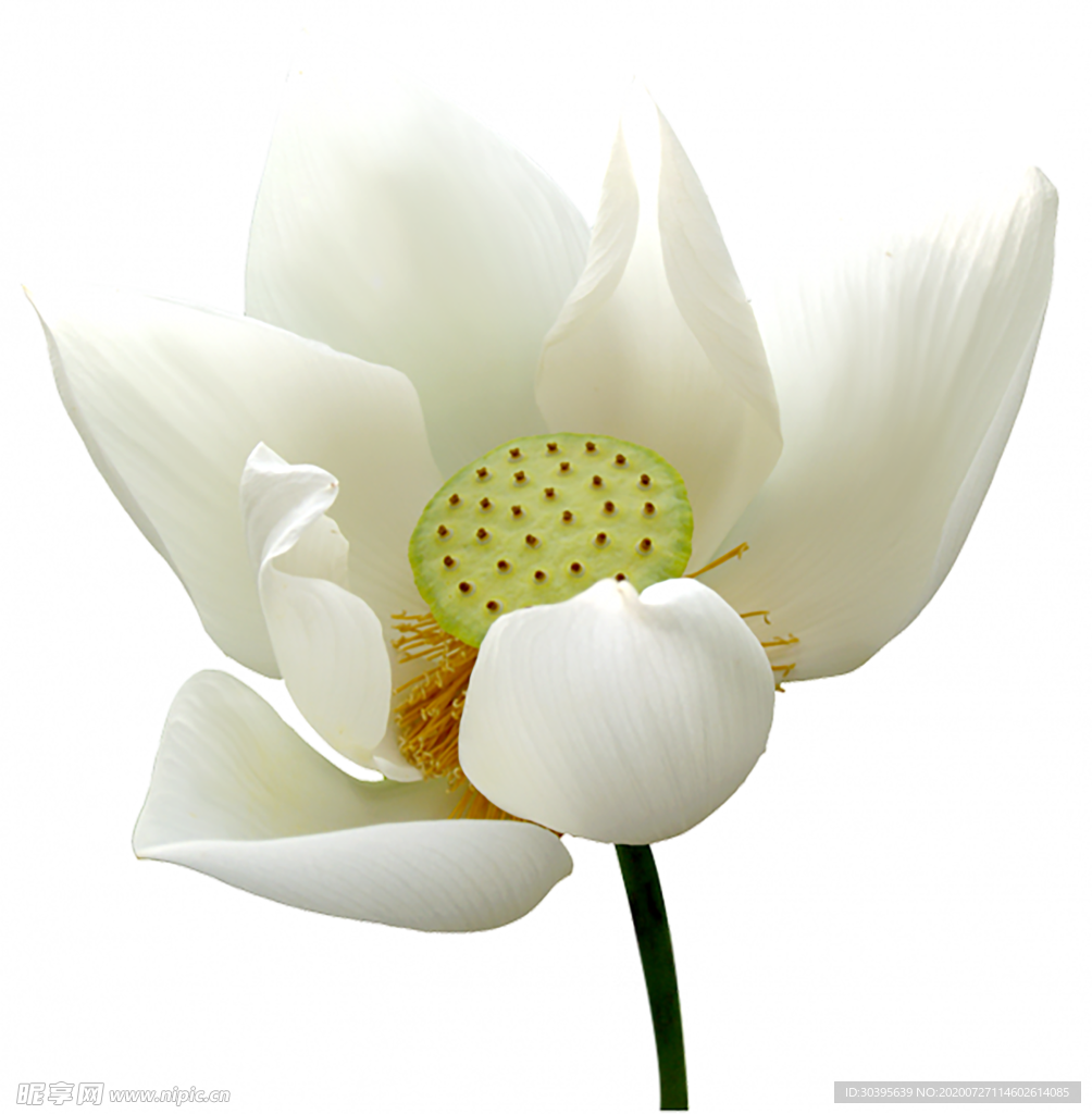 鲜花素材
