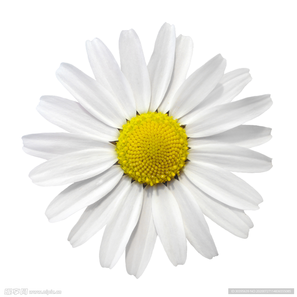 鲜花素材