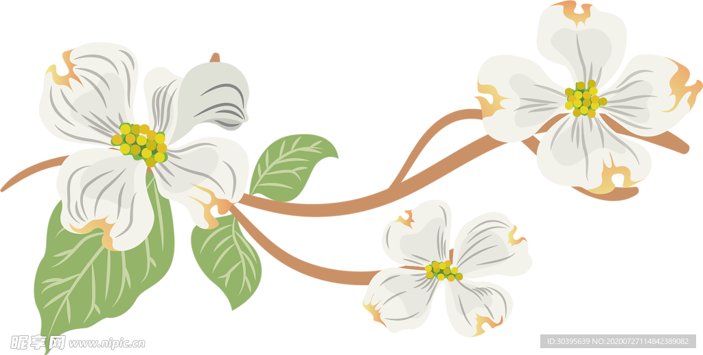 鲜花素材