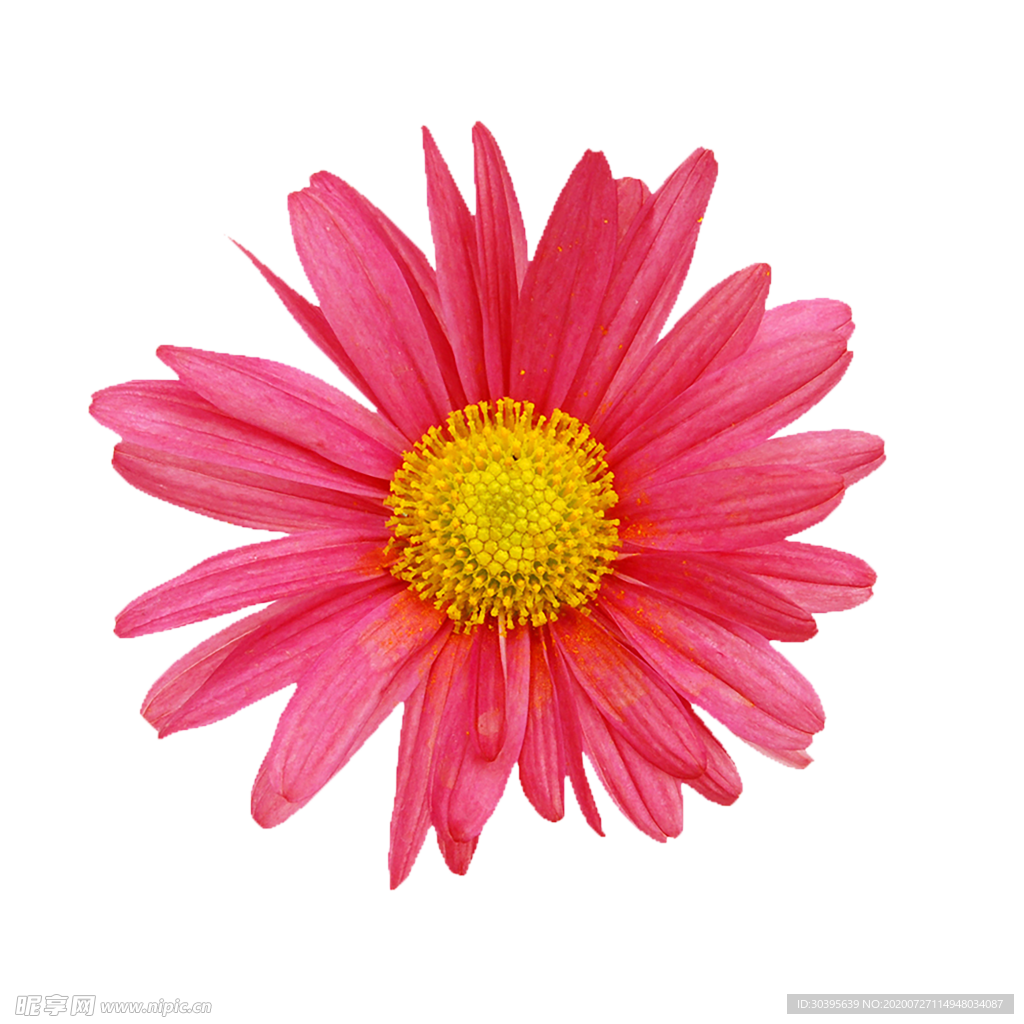 鲜花素材