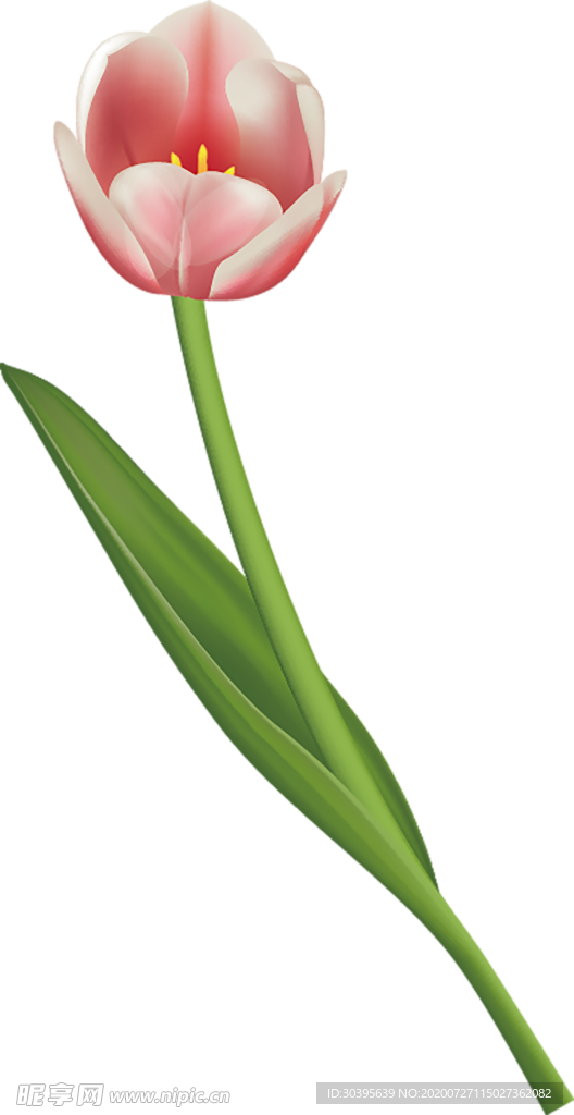 鲜花素材