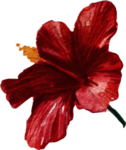 鲜花素材