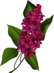 鲜花素材