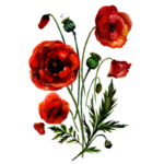 鲜花素材