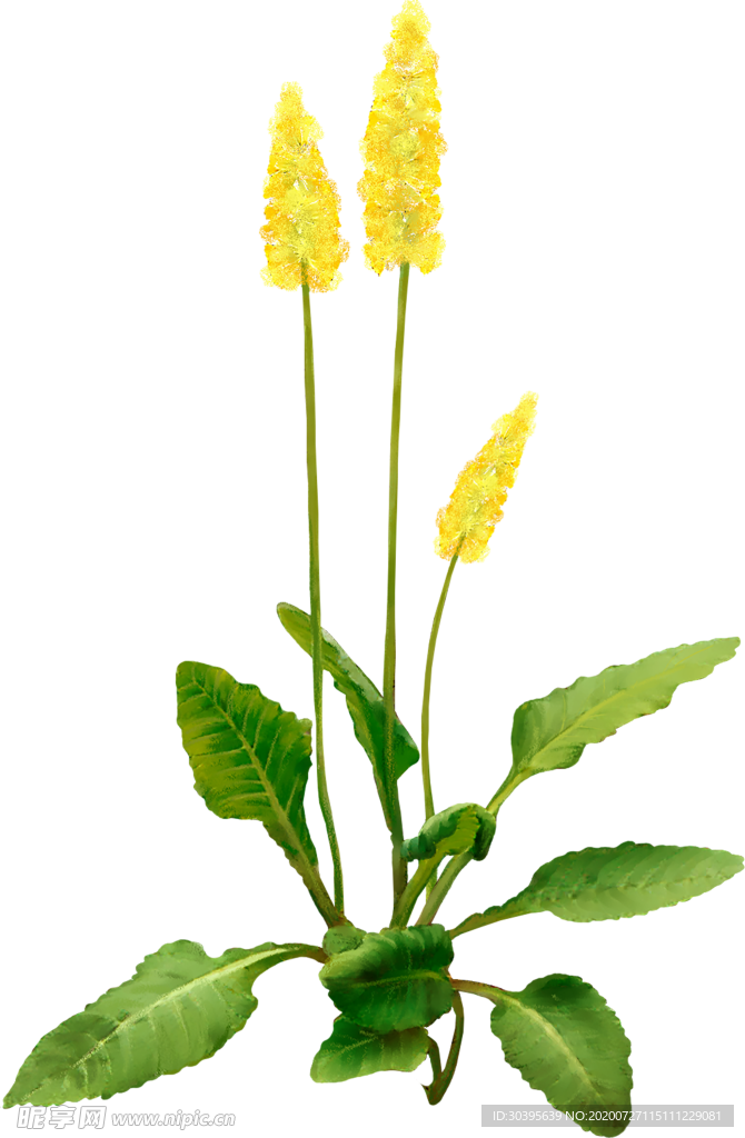鲜花素材