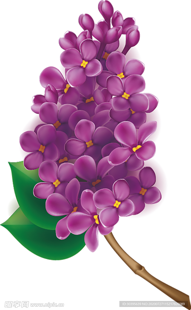 鲜花素材