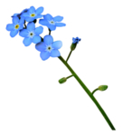 鲜花素材