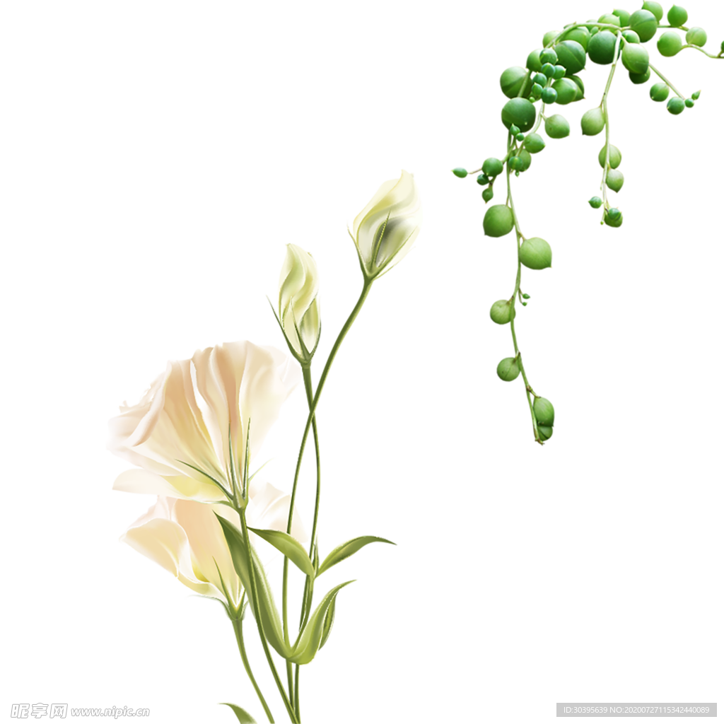鲜花素材
